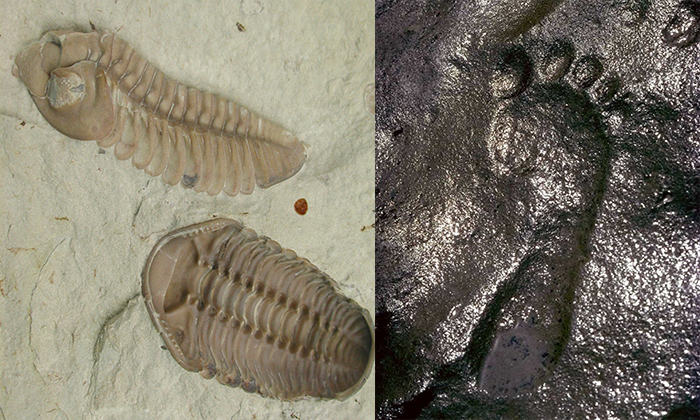 Bí ẩn nền văn minh tiền sử: Hóa thạch bọ ba thùy và dấu chân người 600 triệu năm