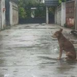 Chủ nhẫn tâm bỏ rơi, chú chó vẫn kiên trì ngồi yên trước cửa đợi chủ quay lại đón bất ᴄһấp nắng mưa